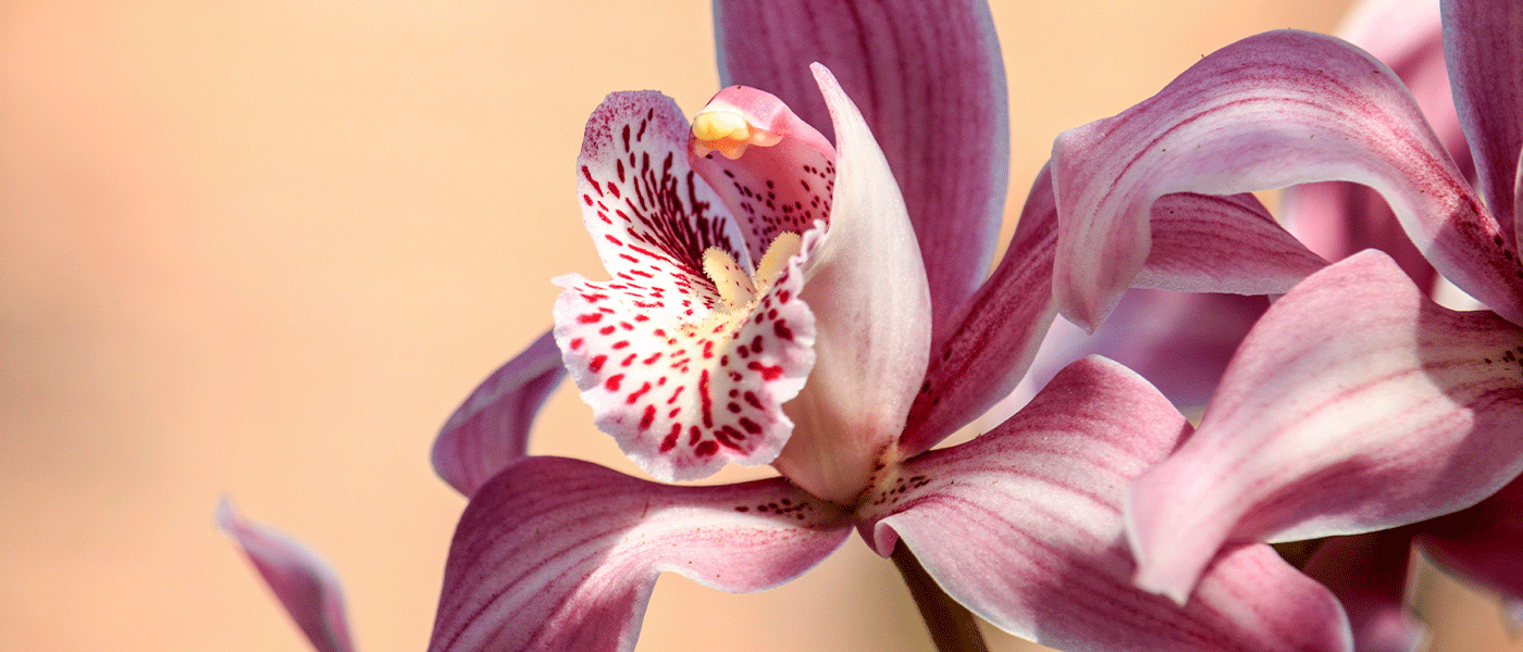 Orquídeas de Tres Cantos: las pequeñas desconocidas