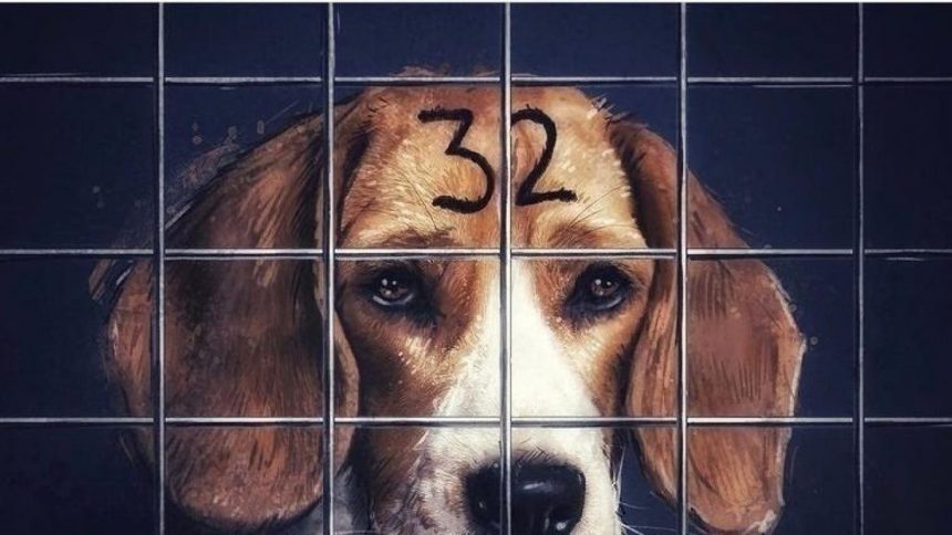 Podemos denuncia el posible sacrificio de 38 cachorros